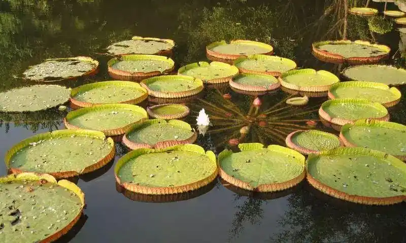 【每日一花】王莲,具有世界上最大的水生植物中叶片!
