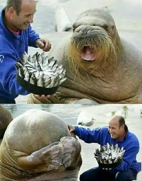 有趣发几张不正经的照片笑死人不偿命专治不开心