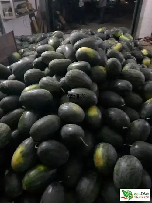 2015年广西崇左西瓜黑美人基地行情,代理收购5月-6月:黑美人西瓜