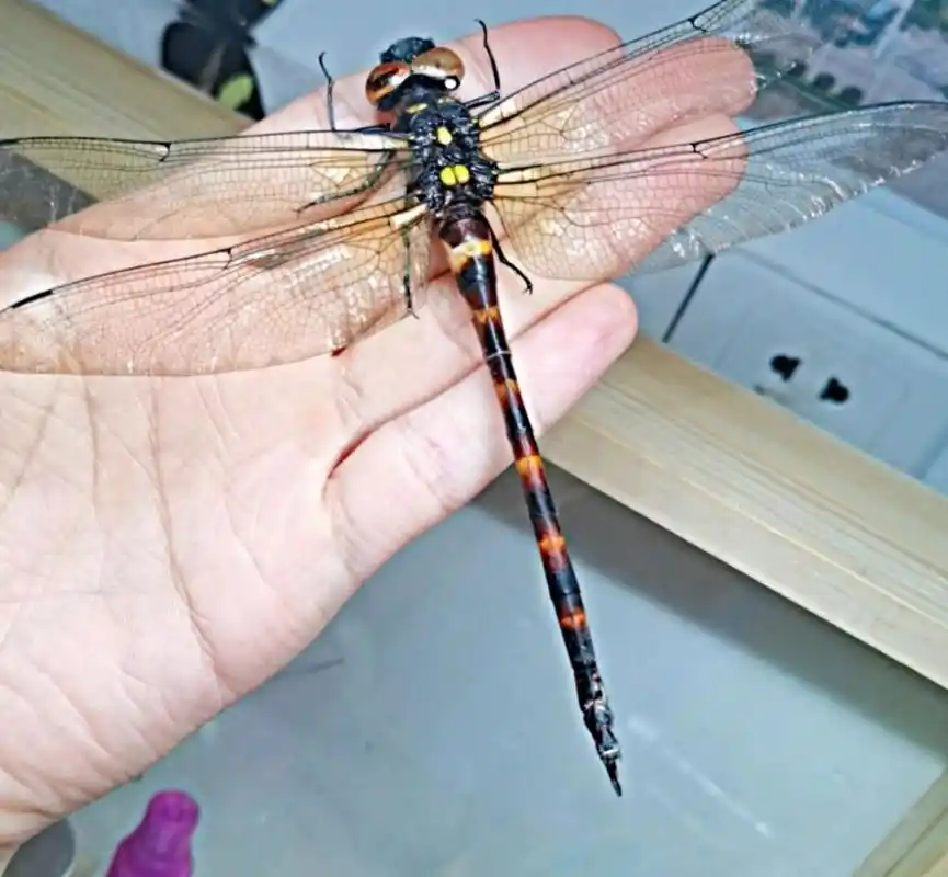 中国体长最大的蜻蜓!