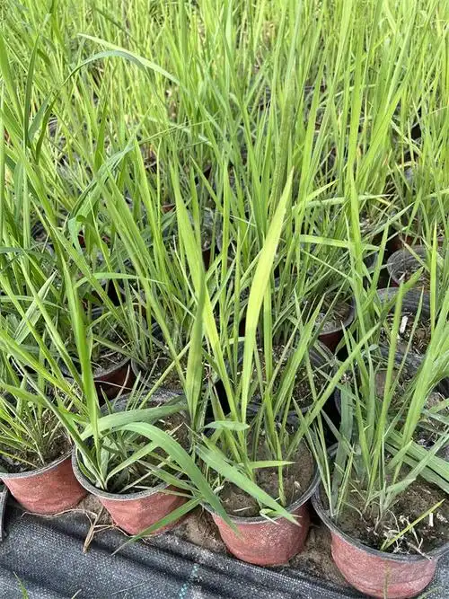 如何正确认识白茅草?