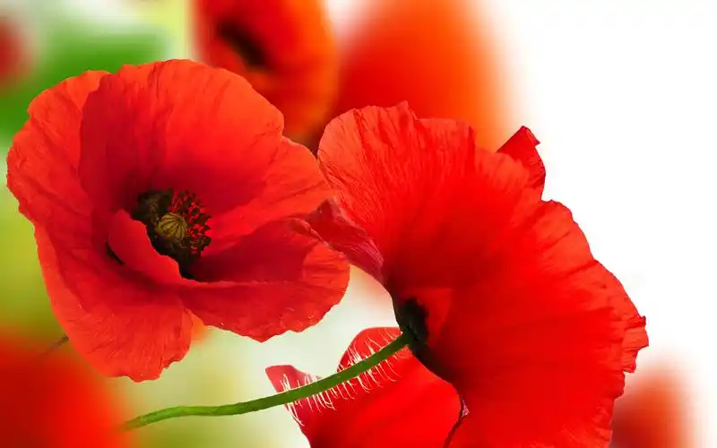 红色的罂粟花特写,花瓣,白色背景 壁纸 - 2560x1600