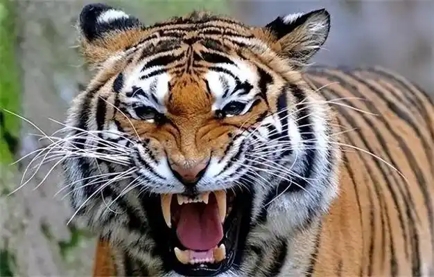 军中奇事:老虎追上落单的战士,并未攻击,还送上一份"礼物"