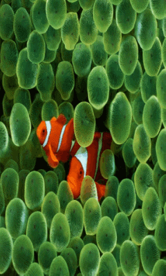 下载clown fishesnokia 6300屏保 - 1789858 | mobile9