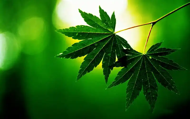 高清养眼绿色桌面壁纸1920x1200