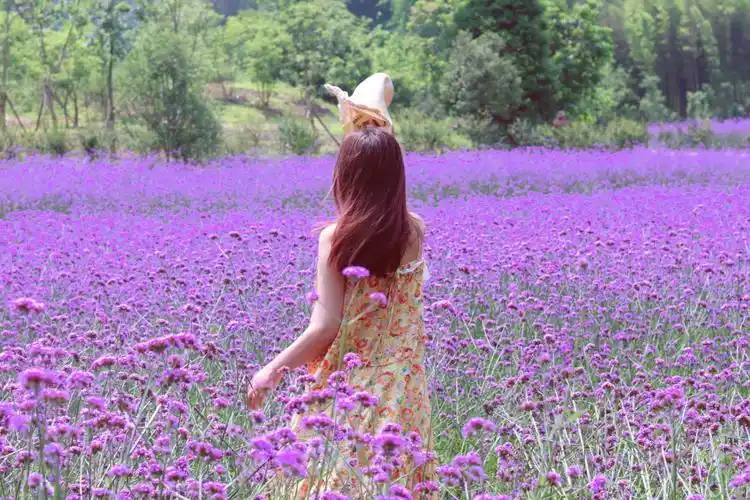 梦幻紫色花海 | 乐山绿心路马鞭草90