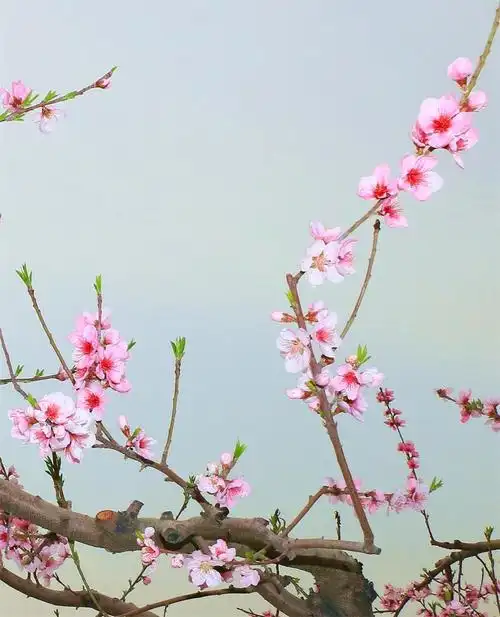 【桃花盛开,一年一年摄影图片】生态摄影_太平洋电脑网摄影部落