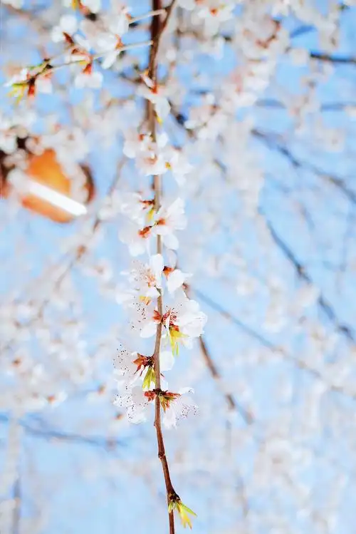 优美迷人的桃花盛开1024x768分辨率查看