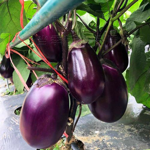 紫罐茄子种子特大牛心茄蔬菜种农家盆栽高产家庭园艺种子