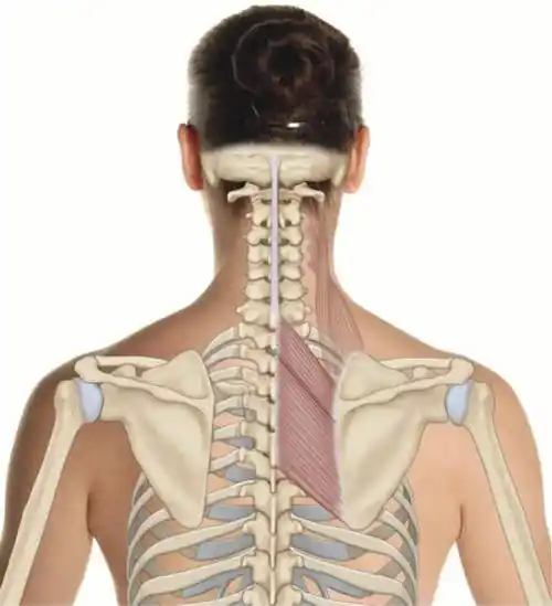 头颈部前倾的危害与矫正