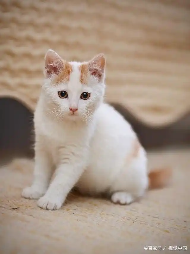 猫咪照片合集23:这些猫咪很可爱,最后一只眼睛很漂亮