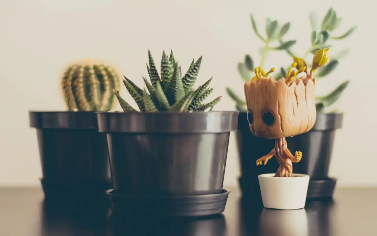 简约小清新盆栽植物护眼高清图片桌面壁纸