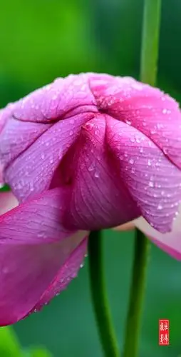 《荷花绽放迎蜂来露珠落满荷花开》原创
