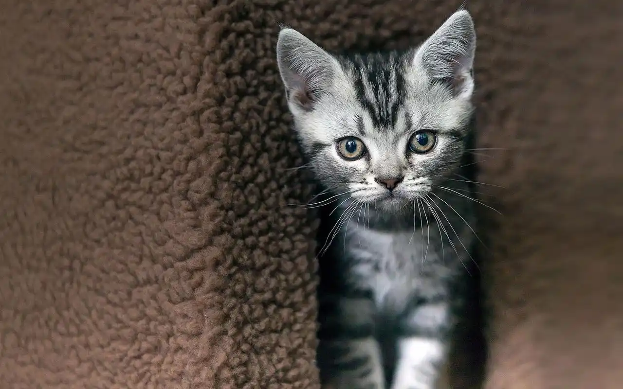 萌宠喵星人呆萌可爱高清桌面壁纸