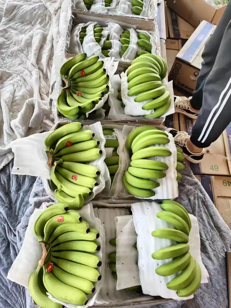 香蕉批发大量现货,需要的老板与我联系,13166094321 - 抖音