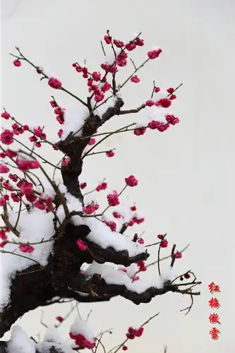红梅傲雪