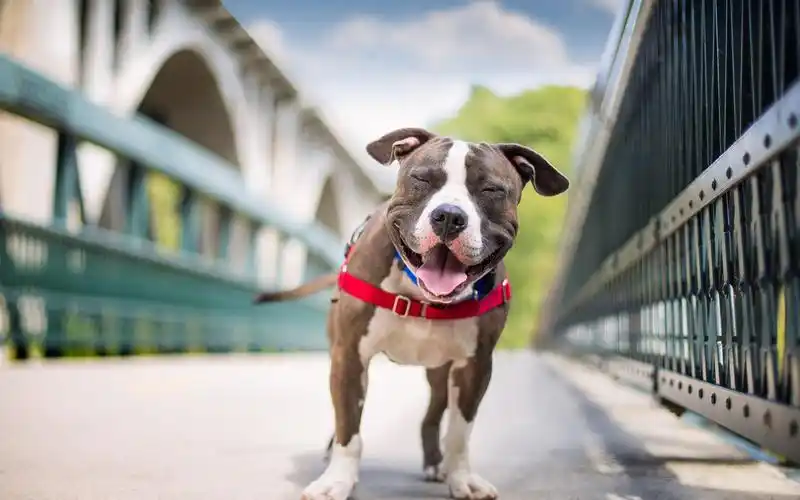 狗,汪星人,可爱,笑,开心,狗壁纸图片