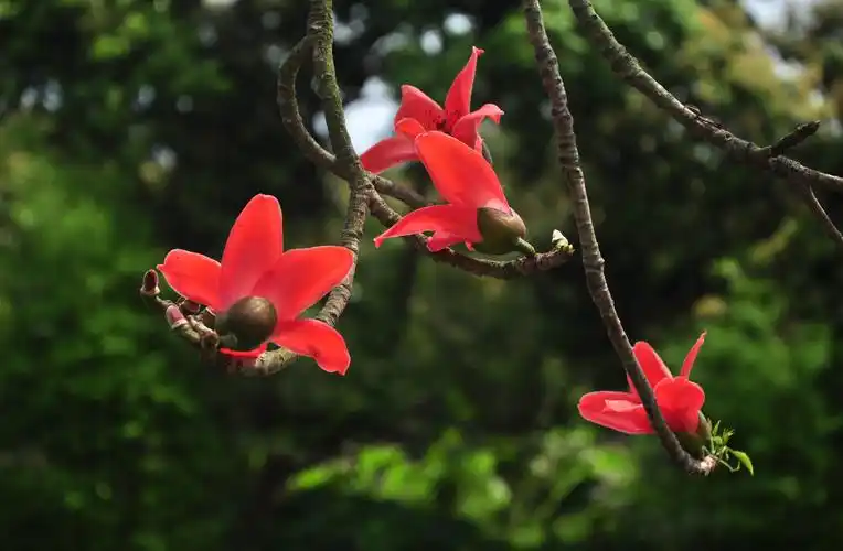 木棉花开一最爱还是家乡那一棵