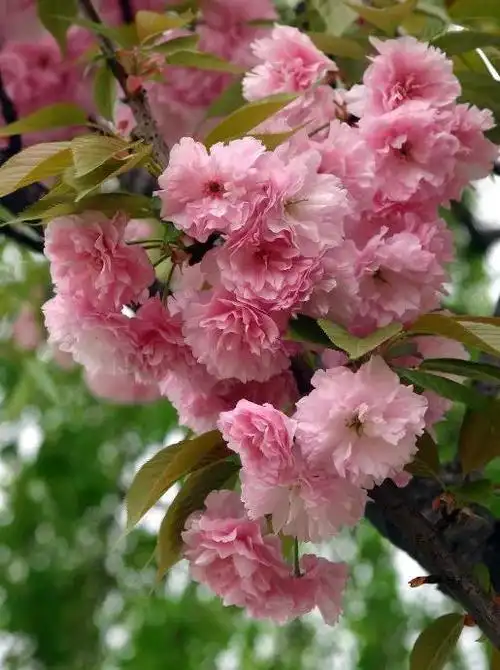 樱花的图片(樱花的图片大全大图真实)-帝国百科
