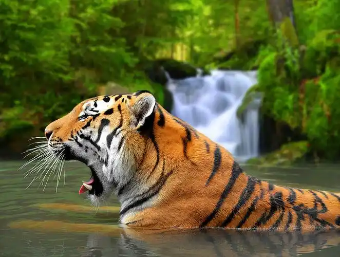 西伯利亚虎图片_西伯利亚虎高清图片_全景视觉