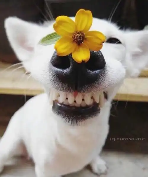 这只来自泰国的"花痴小白狗",在网上很火的狗狗叫:euro saurus.