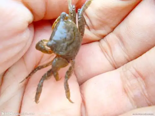 小螃蟹相关词 tfboys王俊凯小螃蟹