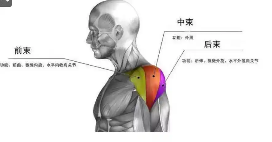 肩膀太窄了没男人味?练肩永远没汞感?这组哑铃超级组完美解决!