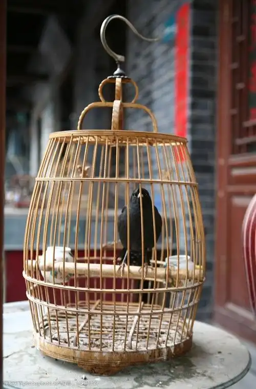 笼中的鸟图片