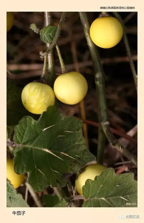 看图识物牛茄子
