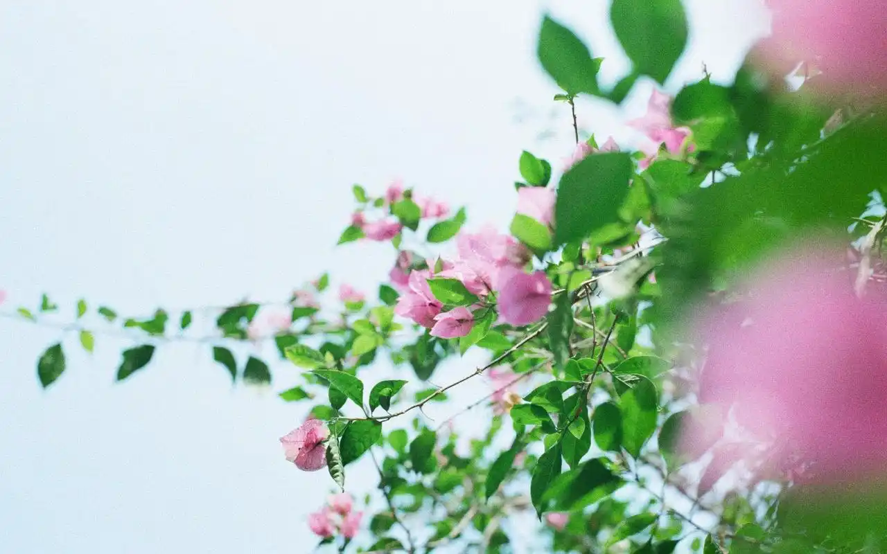 治愈系唯美花卉植物高清图片桌面壁纸