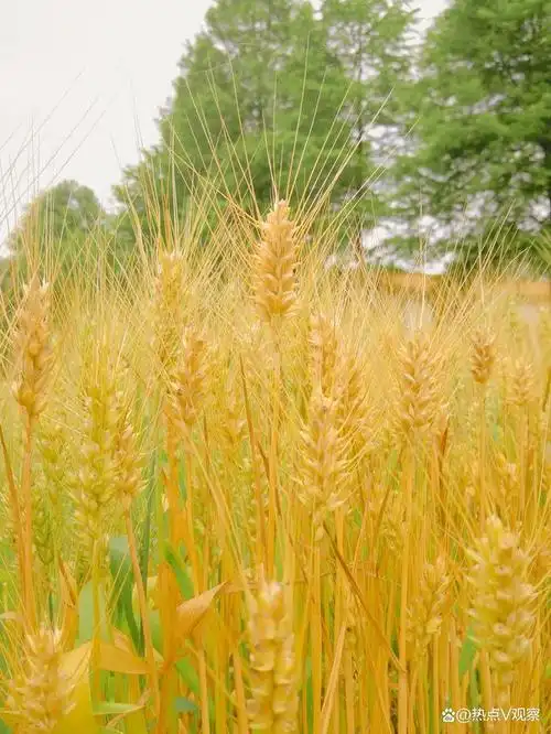 图文/杭越 镜头下的麦田之美!
