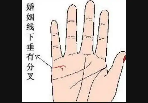 婚姻线的末端分叉的人