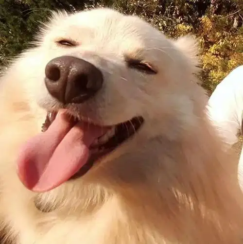 汪星人极具感染力的笑容