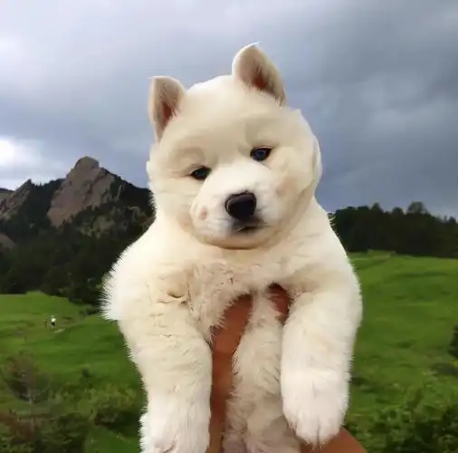 萌宠小奶狗系列头像 - 绿色下载站