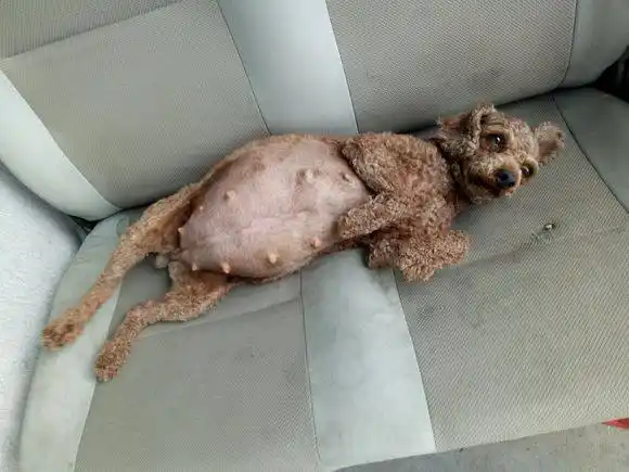 我怎么看都觉得很神奇,这么小的狗狗生出来的狗狗会是什么样子的呢?