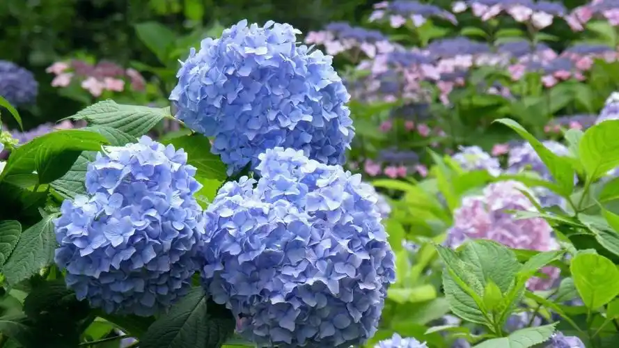 蓝色绣球花花语(蓝色绣球花花语寓意是什么意思)