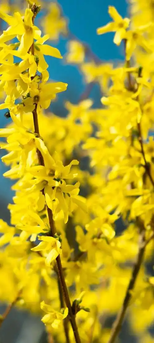 意境唯美玫瑰花壁纸(唯美花朵治愈你的内心)(30)