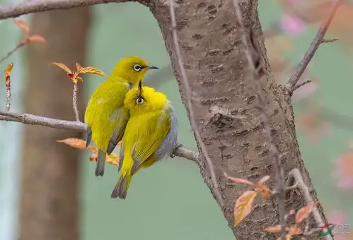 树上的鸟儿成双对