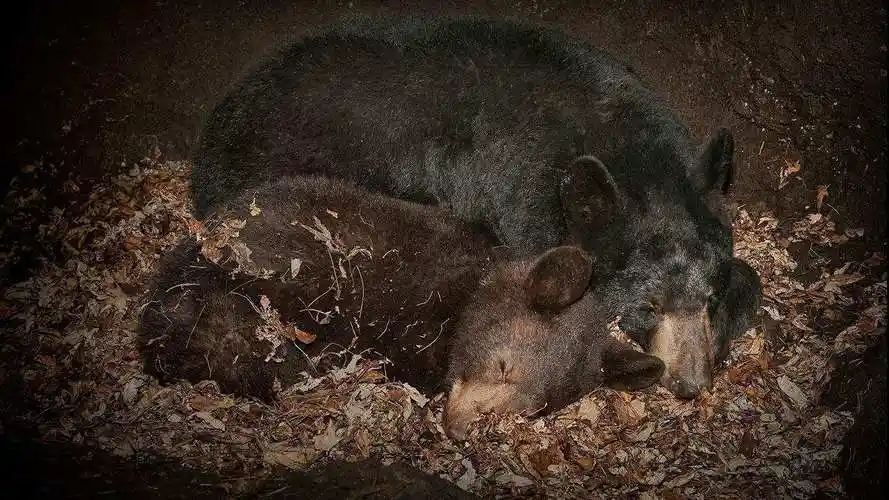 冬眠的熊会被食肉动物吃掉吗动物冬眠会不会被吃掉