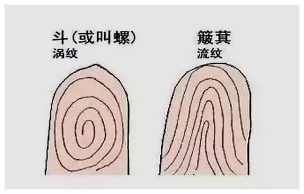 手指螺纹可以看出你的财运好准啊我的原来是这样