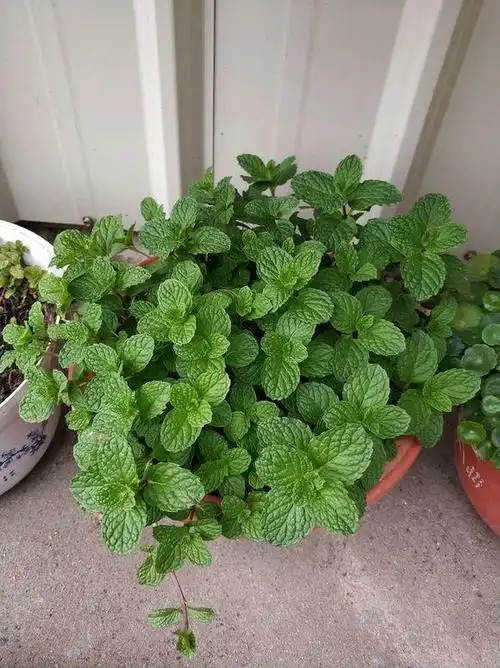 能镇咳,润肺,抗病毒,看着心情都好吃着身体好|紫苏|薄荷|金银花_新浪