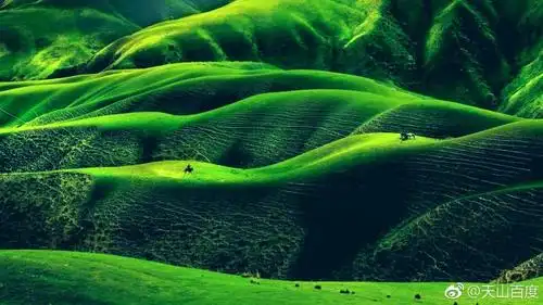 一片草原绿放空整颗心