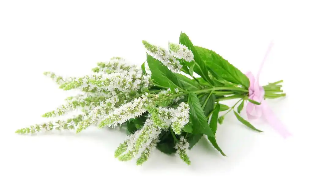 新鲜的薄荷花白色上孤立