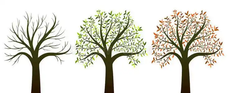 四季树在白色背景矢量上