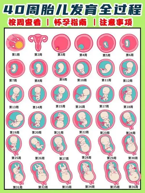 8,胎芽长度和孕周对照表 4周胎儿只有02厘米受精卵刚完成着牀,羊膜腔