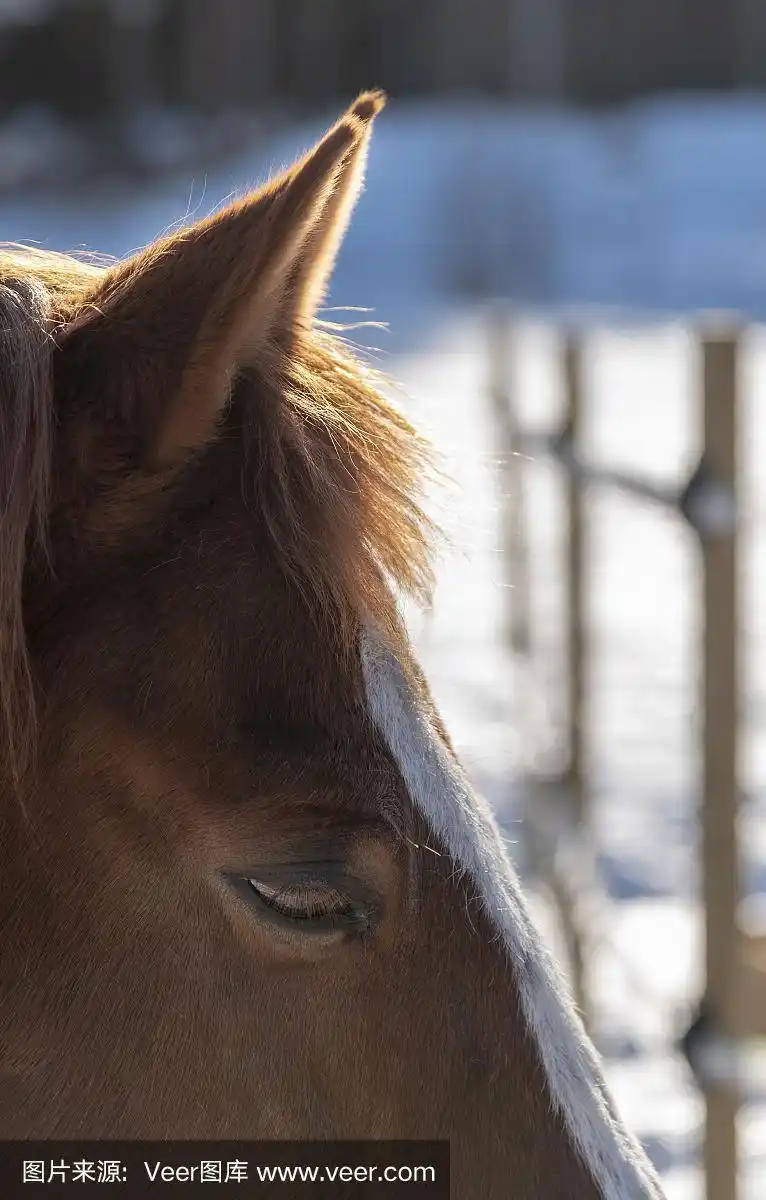 人的耳朵,动物毛发,马,动物主题,哺乳纲