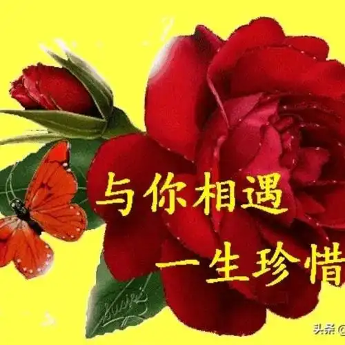 受了伤的狼(dj版)