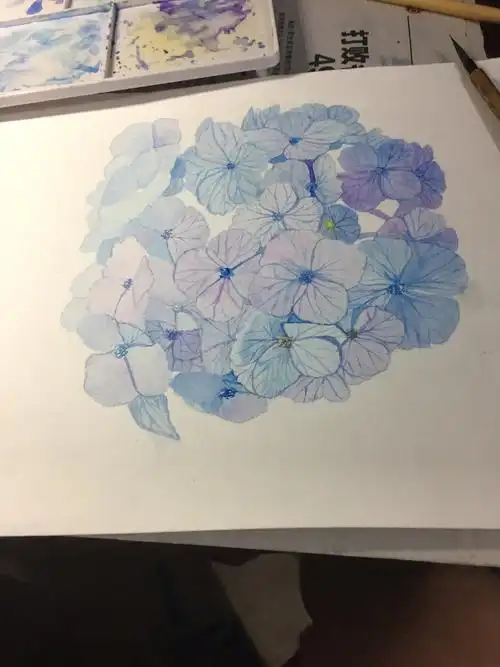 水彩——绣球花