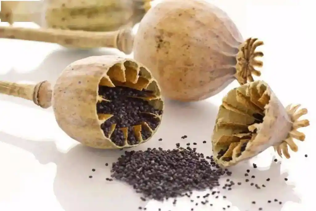 它的种子,花果长这样也就是我们常说的鸦片来给大家展示一下罂粟第二