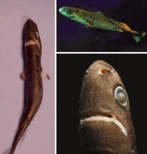 世界上最小的鲨鱼是什么样子图片硬背侏儒鲨只有18厘米